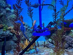 -上海海洋水族馆