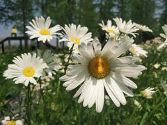 -春花秋色城市公园