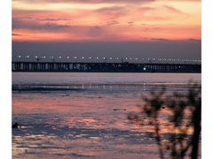 -宝安西湾红树林湿地公园