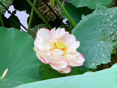 -陈家山荷花公园