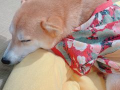 -逗柴咖啡屋·狗咖猫咖宠物桌游