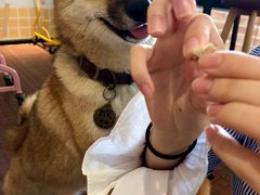 -柴犬高等学院·狗咖·柴犬售卖·宠物训练