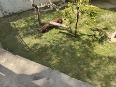 -青藏高原野生动物园