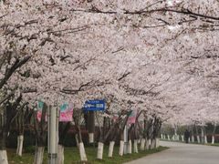 -高东镇樱花园
