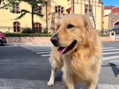 -趣玩宠物乐园寄养训犬训狗游泳池