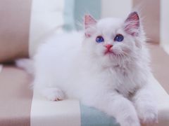 -Bastet sally猫舍购宠(静安店)