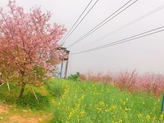 -天适樱花悠乐园
