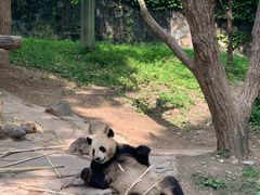 -都江堰中华大熊猫苑