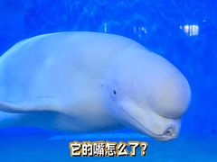 -泉城欧乐堡海洋极地世界