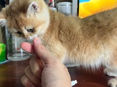 -宠颐生汉谟拉比宠物医院