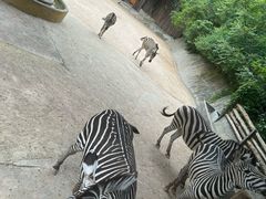 -泉州海丝野生动物世界