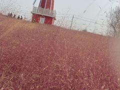 -羊亭河湿地公园