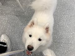 -Let's go狗咖·猫咖·奶狗·桌游(春熙路IFS店)