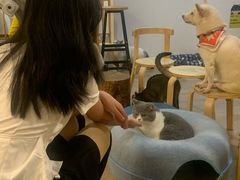 -柴迷FANS CLUB·柴犬狗咖·猫咖