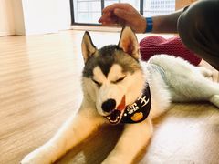 -Husky Go! 哈士奇体验馆·宠物咖啡厅狗咖