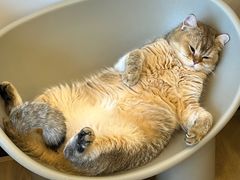 -有喵·猫咖·狗咖·30几只猫10只小狗(岗厦店)