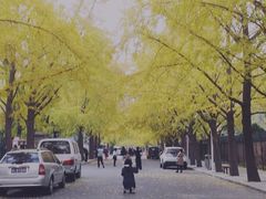 -三里屯东五街银杏大道