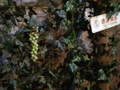 -青岛葡萄酒博物馆