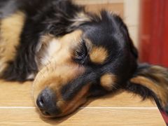 -和它·交个朋友·狗咖猫咖(爱琴海店)