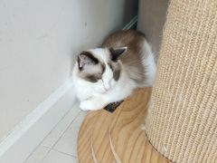 -怪兽屋·羊驼·猫咖·狗咖(俊华广场店)