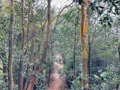 -黄埔油麻山森林公园