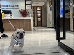 -北京派仕佳德动物医院·超导核磁·CT·神经科·骨科·内外科·急重症管理中心