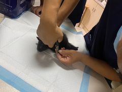 -乐琪宠物医院·犬猫专科·骨外科·急重症