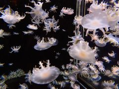 -太平洋海底世界