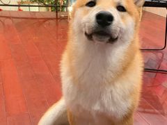 -喜柴咖啡·柴犬狗咖