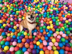 -汪说喵讲宠物乐园宠物酒店(红星美凯龙店)