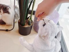 -三花喵·撸猫购宠·宠物生活馆(虹桥南丰城店)