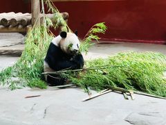 -杭州野生动物世界