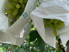 -马陆小张葡萄园农家乐