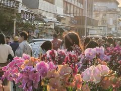 -溪岸路花鸟市场