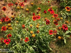 -济南国际园博园