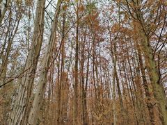 -桤木河湿地公园