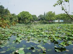 -无锡蠡湖国家湿地公园-蠡园