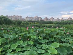 -马家湾湿地公园
