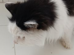 -北京观赏动物医院·24小时大型综合·猫专科·异宠专科