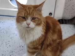 -喵园·猫主题咖啡厅·撸猫·猫咖(国贸店)