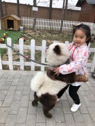 -上美四季动物农场