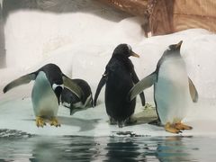 -大连圣亚海洋世界
