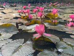 -野象谷景区