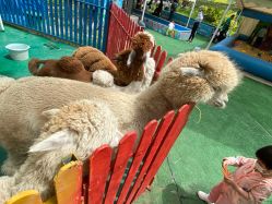 -萌宠亲子动物乐园(槐房万达店)