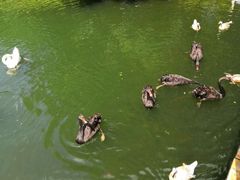 -长白岛森林公园