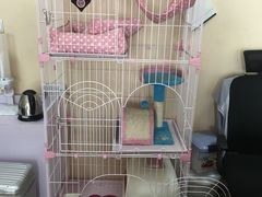 傲娇小猫咪-青春加萌照相馆