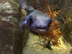 -西海国立公园九十九岛水族馆