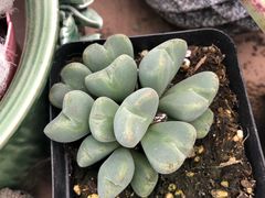 -龙大花卉苗木市场