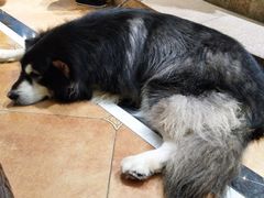 -more than meow吴止猫主题餐厅(承德 中船汇店)