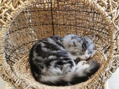 -飞行喵MR PILOT|猫舍·猫咖(静安大融城店)